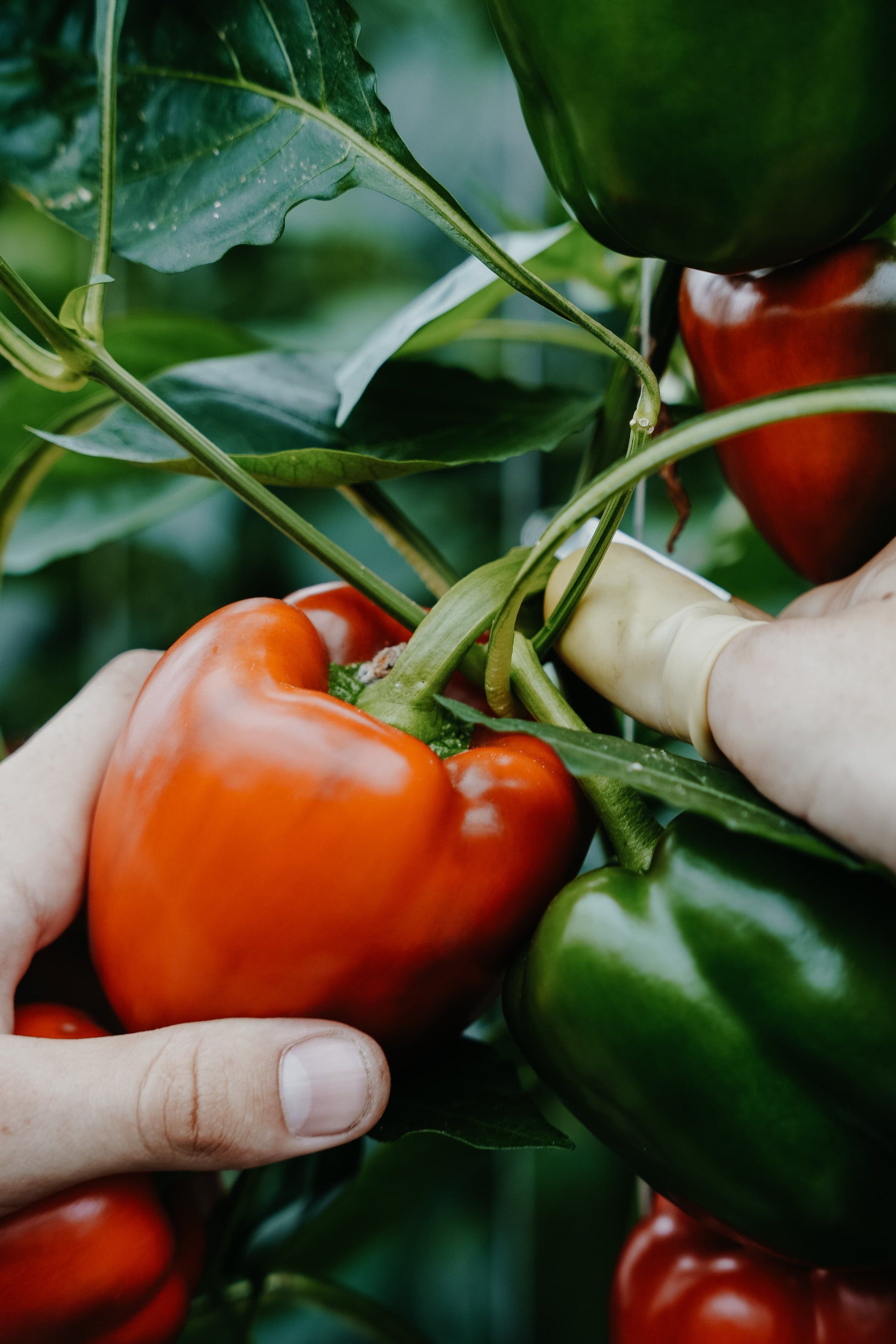 De paprika