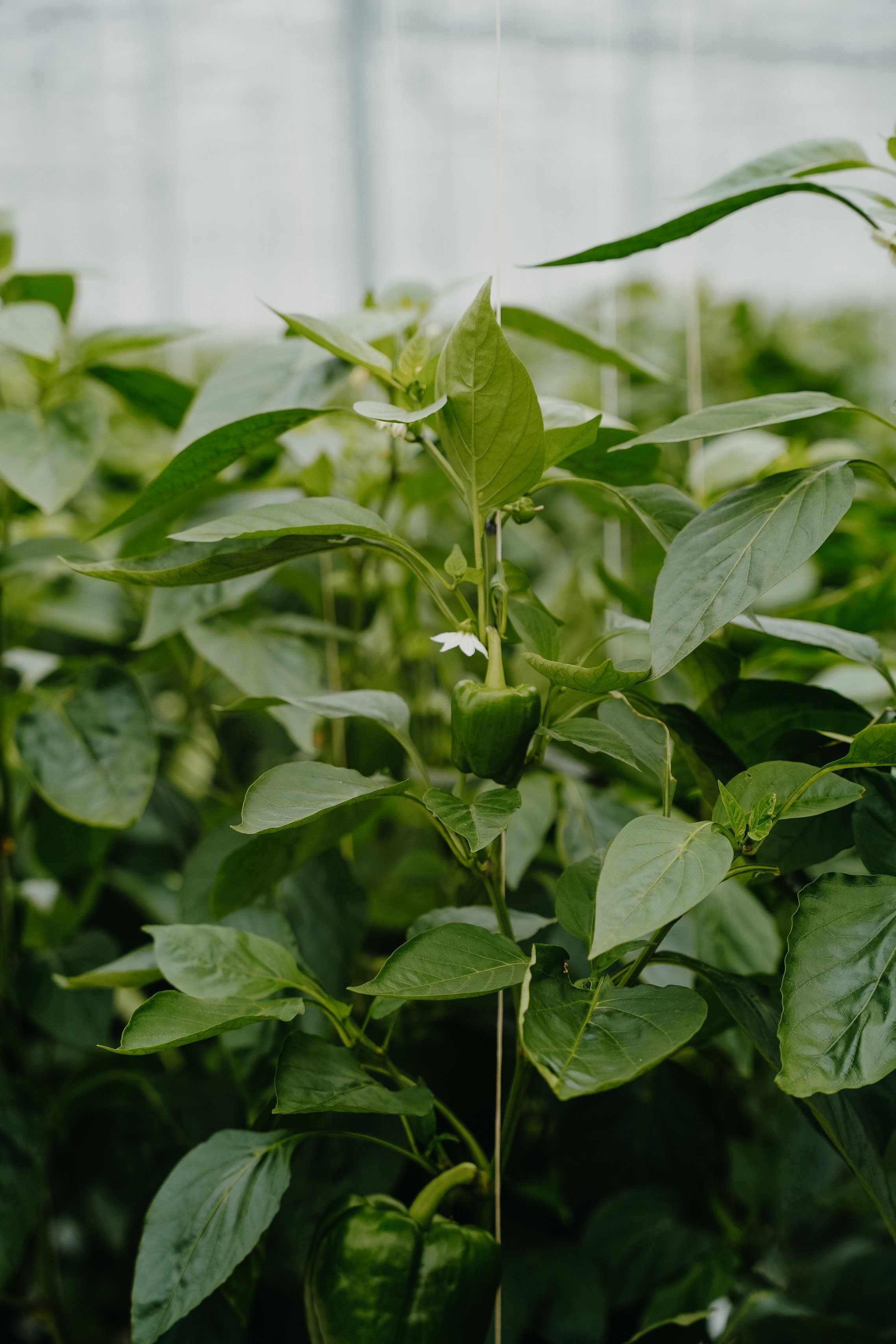 Van stekje naar plant