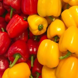 Eerste paprika's geoogst