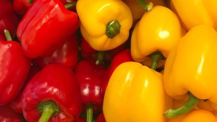 Eerste paprika's geoogst